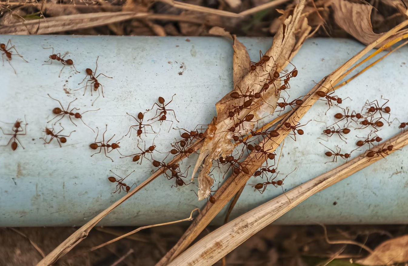 domowe sposoby na mrowki w domu