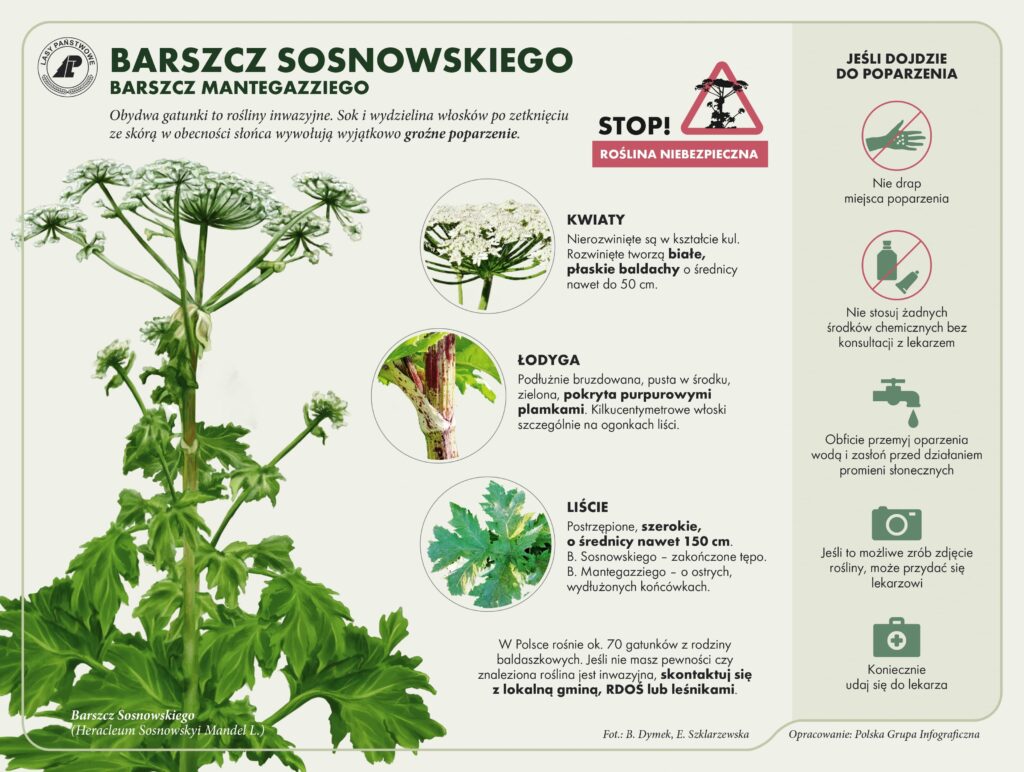 Barszcz_Sosnowskiego oparzenia-min