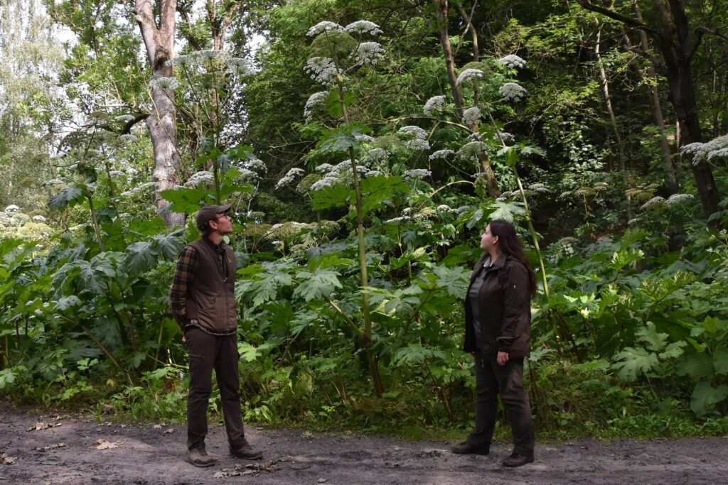 barszcz sosnowskiego