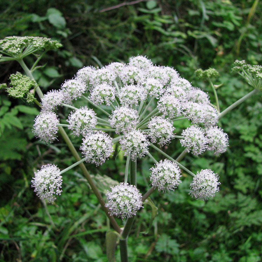 cykuta szalej jadowity