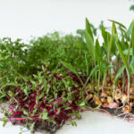 czy warto jeść kiełki